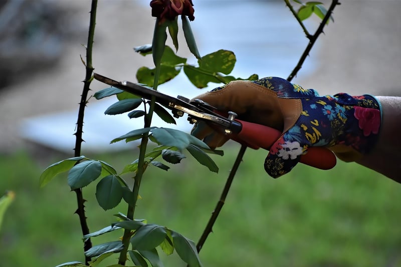 Magical Pruners