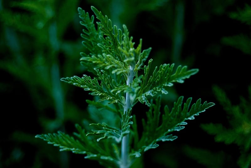 Mugwort Herb