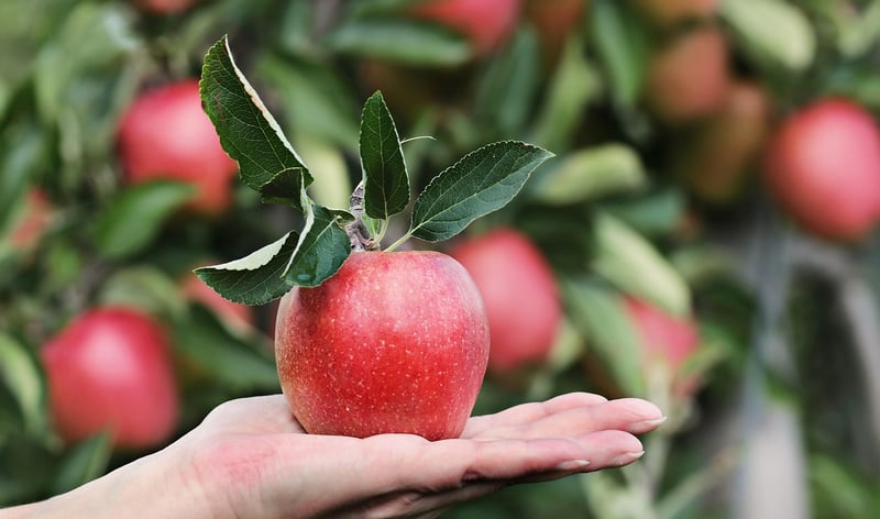 Star Apple Fruit